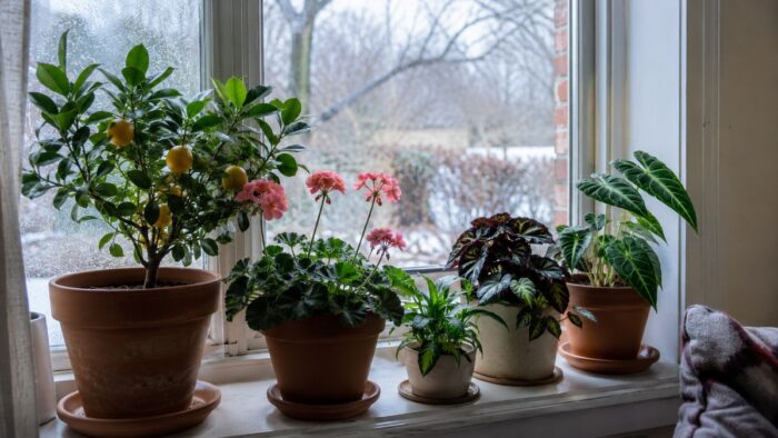 Potted tender plants grouped on a bright indoor windowsill for winter, with a frosty window and bare garden visible outside.